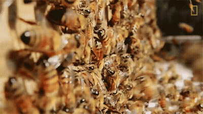 Close Up Of Bees Gathered Together GIF