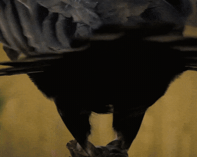 Close Up Of Bird Feathers GIF