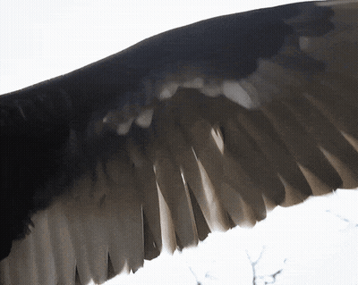 Close Up Of Bird Feathers GIF