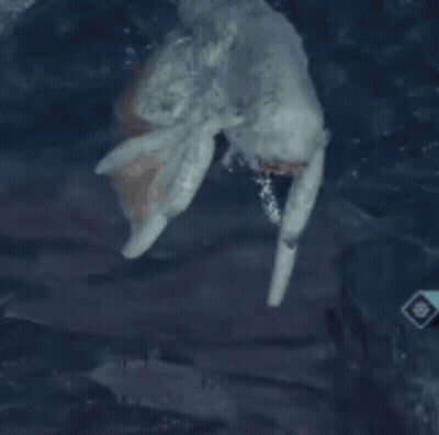 Close Up Of Bird Flying GIF