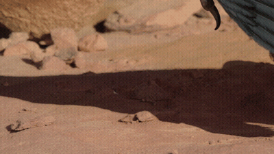 Close Up Of Bird Foot With Long Claws GIF