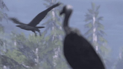 Close Up Of Bird Head With Blurred Background GIF