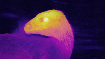 Close Up of Bird Head With Purple and Yellow Background