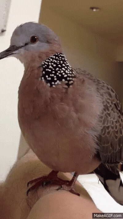 Close Up Of Bird On Arm GIF
