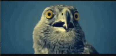 Close Up Of Bird With Mouth Open GIF