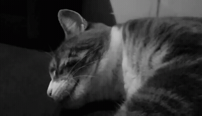 Close Up Of Black And White Cat Face GIF