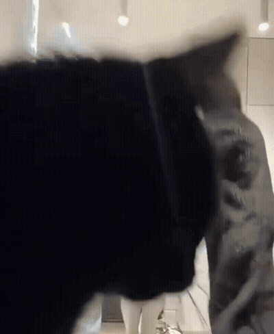 Close Up Of Black And White Cat Head GIF