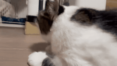 Close Up Of Black And White Cat Laying On Floor GIF