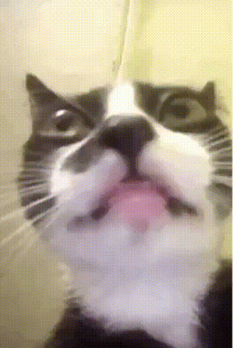 Close Up Of Black And White Cat With Tongue Out GIF