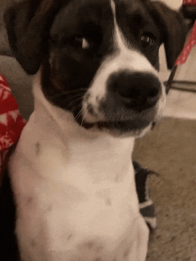 Close Up Of Black And White Dog GIF