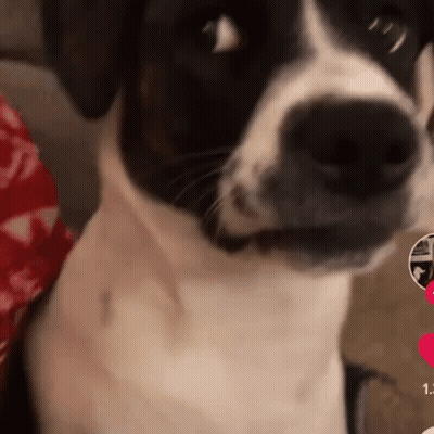 Close Up Of Black And White Dog Face GIF