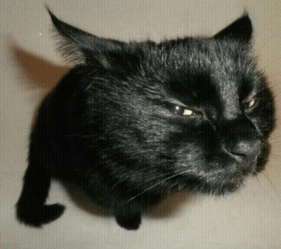 Close Up Of Black Cat's Face GIF
