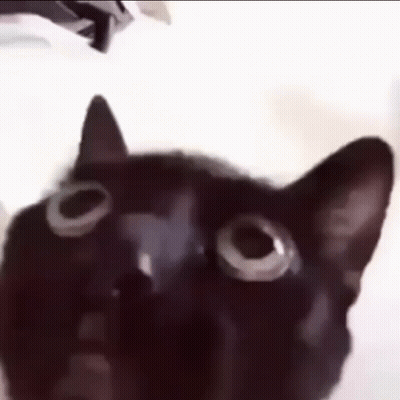 Close Up of Black Cat With Big Eyes