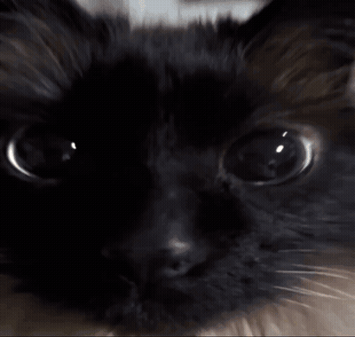 Close Up Of Black Cat With Finger Pointing GIF