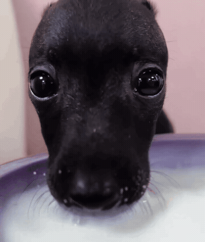 Close Up Of Black Dog Drinking Milk GIF