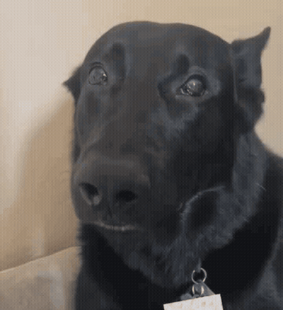 Close Up Of Black Dog Face With Tag GIF