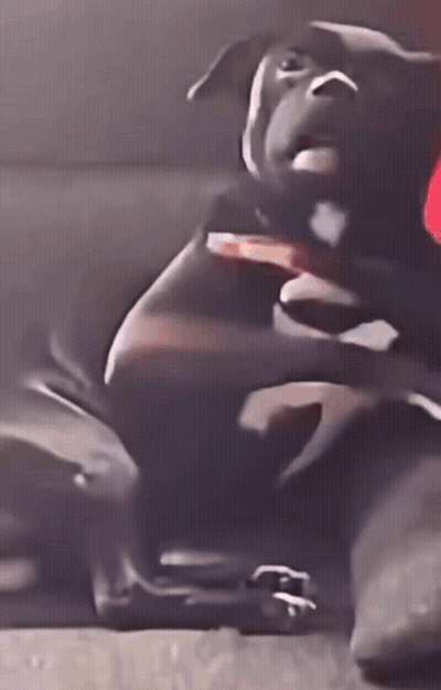 Close Up Of Black Dog Laying On Floor GIF