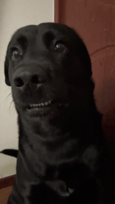 Close Up Of Black Dog's Face GIF