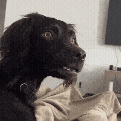 Close Up Of Black Dog With Collar GIF