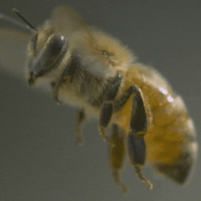 Close Up Of Black-Headed Bee GIF