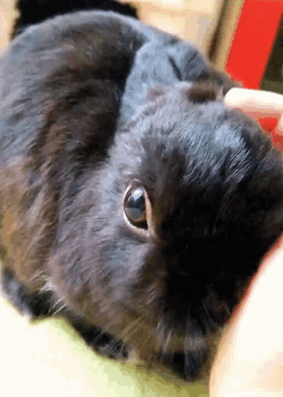Close Up Of Black Rabbit Being Petted GIF