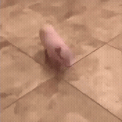 Close Up Of Bowl Of Food Hashtag Real Doodle GIF