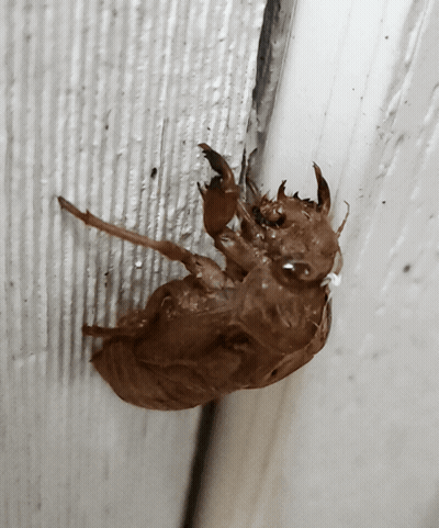 Close Up Of Brown Bug GIF