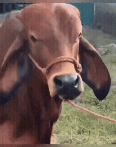 Close Up Of Brown Cow With Rope GIF