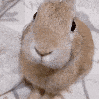 Close Up Of Brown Rabbit GIF