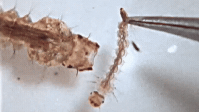 Close-Up Of Bug Held By Tweezers GIF