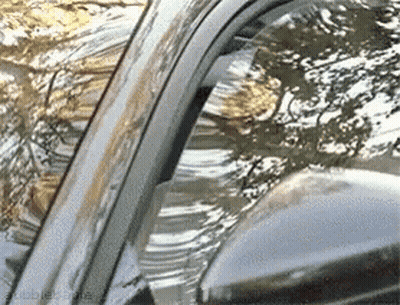 Close Up of Car Windshield With Trees Reflected