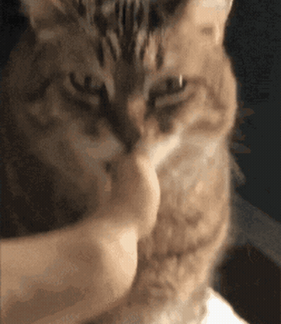 Close Up Of Cat Being Held GIF
