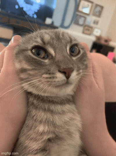 Close Up Of Cat Being Held GIF