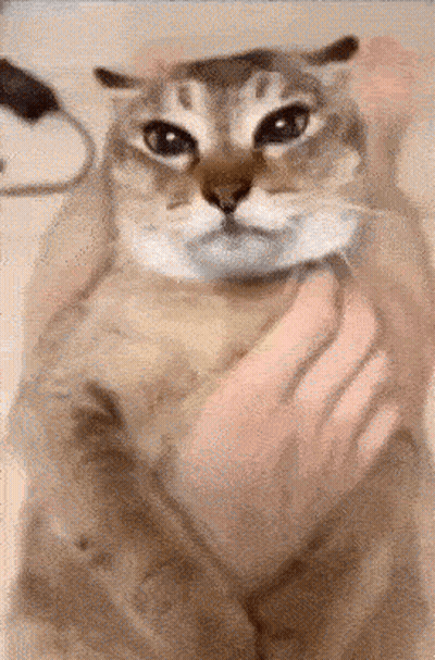 Close Up Of Cat Being Held GIF