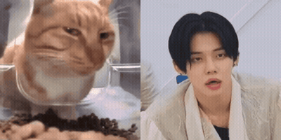Close Up Of Cat Eating Food Next To Man GIF