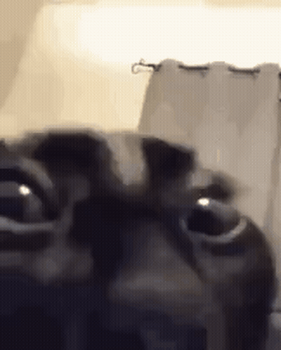 Close Up Of Cat Eyes Looking At Camera GIF