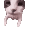 Close Up Of Cat Face Sticker