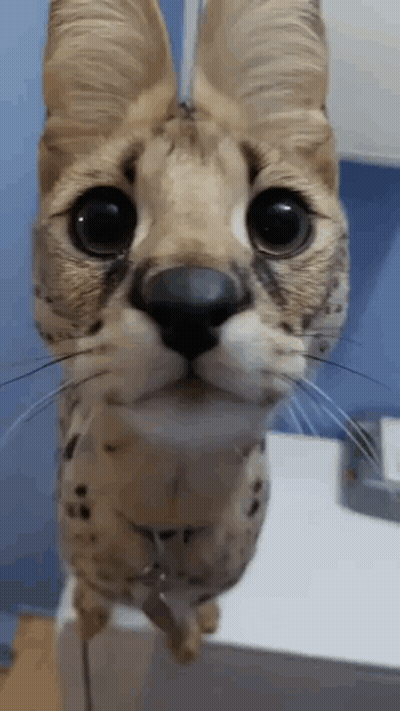 Close Up Of Cat Face Against Blue Wall GIF