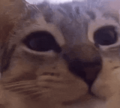 Close Up Of Cat Face And Eyes GIF