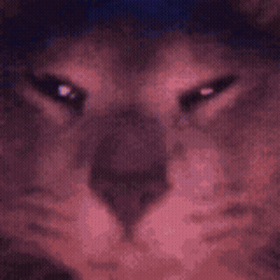 Close Up Of Cat Face Blurred Background GIF