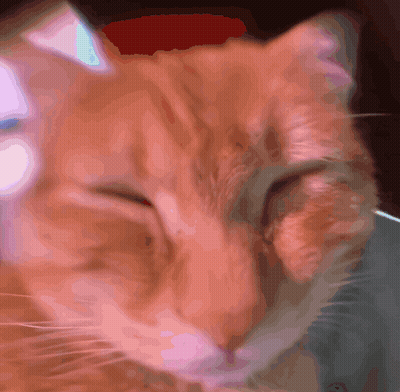 Close Up Of Cat Face Blurry Background GIF
