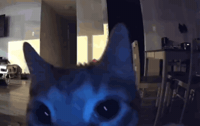 Close Up Of Cat Face In Dark Room GIF