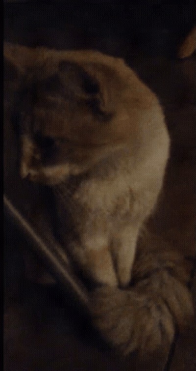 Close Up Of Cat Face GIF