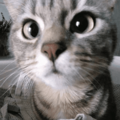Close Up Of Cat Face Looking At Camera GIF