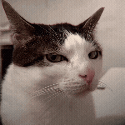 Close Up Of Cat Face Looking At Camera GIF