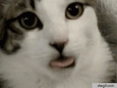 Close Up Of Cat Face GIF