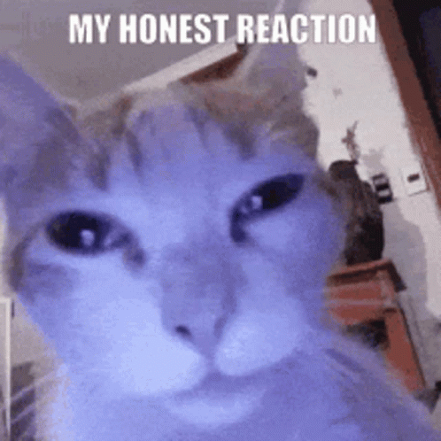 Close Up Of Cat Face My Honest Reaction GIF