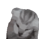 Close Up Of Cat Face Sticker