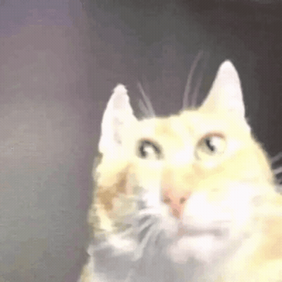 Close Up Of Cat Face GIF