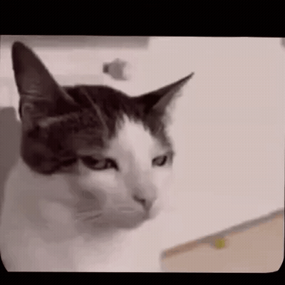 Close Up Of Cat Face GIF